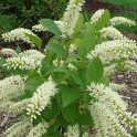 Clethra alnifolia